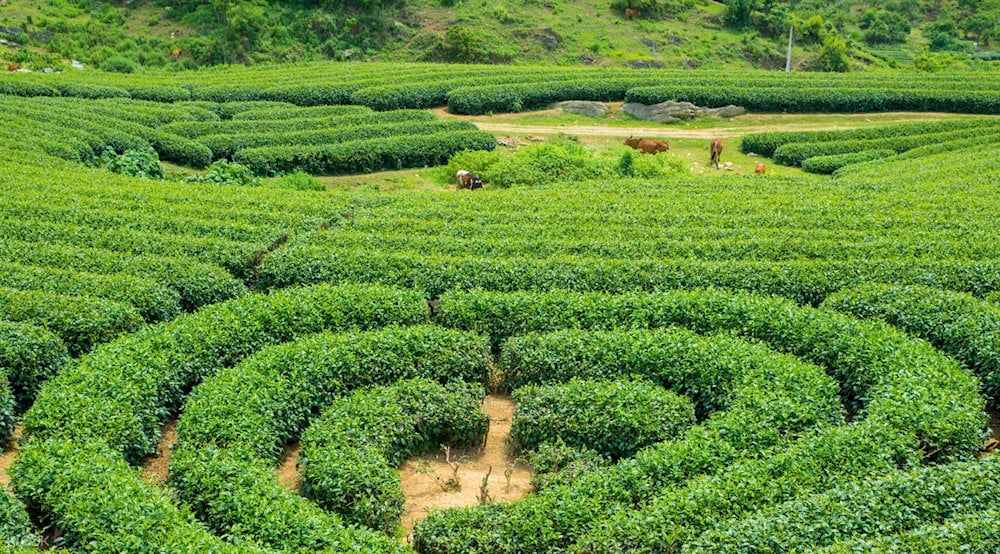 Đến đồi chè, bạn không cần mua vé vào cổng